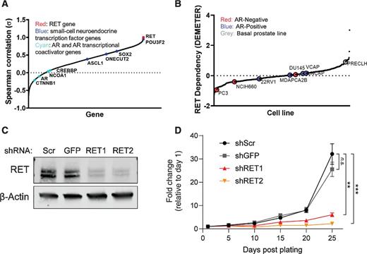 Figure 3. RET expression correlates with NE markers in prostate cancer cell lines and is important for NEPC cell line growth. A, RET expression dependency profiling for 11,280 genes across eight prostate cell lines (PRECLH, LNCaP, VCaP, DU145, MDA PCa 2b, 22Rv1, NCI-H660, and PC3). RET expression was positively correlated with NEPC driver genes (blue) and negatively correlated with AR and AR regulators (cyan). B, Relative RET dependency scores reflect the ability of 503 cancer cell lines to maintain proliferation after RET knockdown (taken from the Project Achilles 2.201). Among the eight prostate cancer cell lines, PC3 and NCI-H660 cells showed the greatest dependency on RET. C, RET protein expression in NCI-H660 cells stably transduced with scrambled (Scr), anti-GFP, or two unique anti-RET shRNA. RET protein levels were reduced in two RET knockdown NCI-H660 cell lines and β-actin serves as a loading control. D, RET knockdown reduces cellular proliferation in H660 cell lines. The line graph represents relative cellular proliferation as measured by WST assay of one biological replicate. Cell proliferation was analyzed by linear regression of log-transformed data to determine statistical significance and error bars represent the SD of five technical replicates.