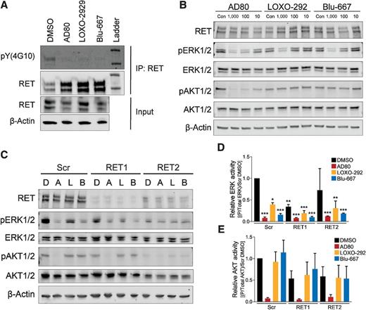 Figure 4. NCI-H660 cells are sensitive to RET inhibition and show sensitivity to RET inhibitors. A, Immunoprecipitation of RET kinase from H660 cells shows that 4-hour treatment with 1 μmol/L AD80, LOXO-292, or BLU-667 reduces RET tyrosine phosphorylation, as assayed with a total phosphotyrosine antibody 4G10. B, NCI-H660 cells treated for 4 hours with DMSO (Con) the indicated concentrations (nmol/L) of AD80, LOXO-292, or BLU-667, showed reduced activity of the MAPK and AKT signaling cascades downstream of RET. Activity was analyzed by Western blot analysis for phosphorylation of ERK1/2 at Tyr202/Tyr204 and phosphorylation of AKT1/2 at Ser473. The AD80 treatment reduced phosphorylation of both downstream targets, while LOXO-292 and BLU-667 reduced the activity of ERK1/2. In all treatments the total ERK1/2, total AKT1/2, and actin loading control remained unaffected. C, The activity of pERK1/2 (Tyr202/Tyr204) and pAKT1/2 (Ser 473) in NCI-H660 scrambled control and RET knockdown cells was assayed after a 4-hour treatment with DMSO (D), or 1 μmol/L of AD80 (A), LOXO-292 (L), or BLU-667 (B). D, The relative ERK1/2 activity was measured by comparing pERK1/2 (Tyr202/Tyr204) to total ERK1/2 protein and normalized to the scrambled DMSO-treated sample. The ERK1/2 activity is reduced by both RET knockdown and after treatment with RET inhibitors. The bars represent the average values from three experiments and the error bars are SD. E, Quantification of AKT1/2 activity (pAKT1/2 S473 relative to total AKT protein and normalized DMSO-treated Scr cells) shows AD80 potently inhibits AKT1/2 activity while knockdown may reduce activity slightly. Bars represent the mean from three experiments and the error bars are SD.