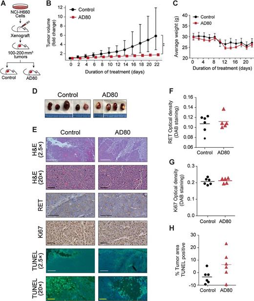 Figure 6. AD80 reduces NCI-H660 xenograft tumor growth. A, Schematic of in vivo study in which NCI-H660 cells were injected subcutaneously into the right flank of NOD-SCID mice and tumors were allowed to grow to approximately 100 to 200 mm3 before being randomly assigned into two treatment groups: control (DMSO alone, n = 6) or AD80 (10 mg/kg/day, n = 6). B, The fold change in tumor volume by treatment group was plotted as a function of the number of days of treatment. Means and CIs were calculated on the log scale and reported in terms of geometric means after exponentiation with error bars ± 95% CI. There was evidence of an overall treatment effect on tumor growth rate (P = 0.006) with a significantly lower tumor volume at day 22 (P = 0.006). C, Average animal weights were measured at the same time as tumor volumes and no differences in average animal weight between treatment groups was observed over the duration of the study. Symbols represent means with error bars ± SE. D, Following the termination of the xenograft tumor experiment, tumors were excised from animals that survived to the end of the study and photographed with a centimeter scale ruler. Separate images from the same group are divided by a white line. E, Representative images of H&E (2.5× and 20×), RET IHC (20×), Ki67 IHC (20×), and TUNEL (2.5× and 20×) stained sections of tumors from each group. White scale bars, 500 μm. Yellow and black scale bars, 50 μm. Average optical density of RET staining (F) and Ki67 staining (G) from five distinct fields of view in each tumor are represented by symbols with a horizontal bar representing the mean. Quantification was analyzed by one way ANOVA. H, Quantification of the average TUNEL positive area (2.5×) was analyzed with the Kruskal–Wallis test (P = 0.1727). Symbols represent averages for individual tumors with a horizontal line representing the mean. Bars represent the mean with error bars represent ± SE.