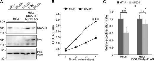 Figure 2. IQGAP3 is required for proper HeLa cell proliferation. Rescue experiment. HeLa cells and HeLa cells stably transfected with IQGAP3-Myc/FLAG (not affected by siIQ3#1, rescue) were transfected with either siCtrl or siIQ3#1 and siIQ3#2. A, Validation of IQGAP3 depletion and overexpression (rescue) by Western blot analysis. Pan-actin was used as loading control. B, Proliferation analysis (Cell Counting Kit-8). HeLa cells were transfected with either a control siRNA (siCtrl) or an IQGAP3-specific siRNA (siIQ3#1) and harvested at indicated time point. Data are mean ± SD from three independent experiments (Student t test, two-tailed). C, Relative proliferation rate normalized to the increase in cell number measured as OD 450 nm in siCtrl-transfected cells from day 1 to day 4. Data are mean ± SEM from three independent experiments (***, P ≤ 0.001; **, P ≤ 0.01; n.s., nonsignificant; Student t test, two-tailed).