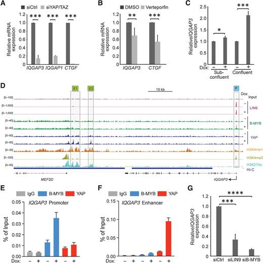Figure 3. YAP regulates transcriptionally IQGAP3 expression. Quantitative analysis of the effect of YAP and TAZ knockdown (72 hours posttransfection, n = 3; A) and 1.5 μmol/L verteporfin (after 24 hours, n = 5; B) on IQGAP3 and IQGAP1 mRNA expression by qRT-PCR. Expression is represented relative to β-2-microglobulin (B2M). The YAP-target gene CTGF was used as positive control. Data are mean ± S.D. C, Subconfluent and confluent MCF10A cells expressing doxycycline-inducible YAP5SA (MCF10A-YAP5SA) were treated with or without doxycycline for 48 hours. Expression of IQGAP3 was analyzed by qRT-PCR. Data are mean ± SD from three independent experiments. D, Genome browser tracks around the IQGAP3 locus (right) and two downstream enhancers (left) illustrating the chromatin binding of the indicated proteins as determined by ChIP-seq of MCF10A-YAP5SA cells (15). ChIP-seq was performed before (-) and after (+) induction of YAP5SA by doxycycline. YAP does not bind to the IQGAP3 promoter (P), but to two downstream enhancers labeled here as E1 and E2. Hi-C data show long-range interactions between the IQGAP3 promoter and YAP-bound enhancers. E and F, Binding of YAP and B-MYB to the promoter and enhancer of IQGAP3 was analyzed by ChIP. Chromatin was isolated from MCF10A-YAP5SA cells before and after the induction of YAP5SA with doxycycline. Chromatin was immunoprecipitated with antisera specific for YAP or B-MYB. Nonspecific immunoglobulin G (IgG) served as a control. Error bars denote SD from technical triplicates. G, Quantitative analysis of the effect of LIN9 and B-MYB knockdown on IQGAP3 mRNA expression 72 hours posttransfection by qRT-PCR. Expression is represented relative to β-2-microglobulin (B2M). Data are mean ± SD from three independent experiments (****, P ≤ 0.0001; ***, P ≤ 0.001; **, P ≤ 0.01; Student t test, two-tailed).