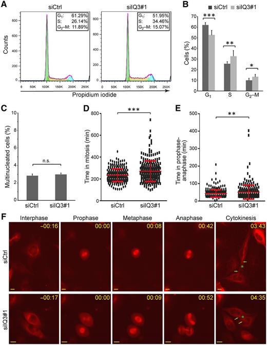 Figure 4. Knockdown of IQGAP3 causes an increased percentage of cells in S and G2–M phases. A, Cell-cycle distribution of IQGAP3-depleted cells and control cells was analyzed after PI staining by FACS based on DNA content. B, Quantitative analysis of FACS data described in A. Data are mean ± SD from six independent experiments. C, Percentage of multinucleated cells was quantified after IQGAP3 depletion after 72 hours posttransfection. A minimum of 533 cells was analyzed per each condition and experiment. Data are mean ± SD from three independent experiments. D–F, Live cell imaging analysis. HeLa cells stably transfected with mCherry-α-tubulin were transfected with either a control siRNA (siCtrl) or an IQGAP3-specific siRNA (siIQ3#1). Afterward, cells were time lapse–recorded for at least 12 hours by taking every 4–9 minutes a photo between the second and the third day after transfection. D and E, Boxplot distribution of statistical mitotic timing from prophase to abscission (D) and from prophase to anaphase transition (E). Each dot represents a cell. The red lines show the mean time ± SD of three independent experiments. A minimum of 75 cells was analyzed per each condition and experiment. F, Representative still images of the live cell imaging analysis at different time points of HeLa stably expressing mCherry-α-tubulin transfected with either siCtrl (top) or siIQ3#1 (bottom). Arrow, intercellular bridge. Asterisk, midbody. Time is given in hh:mm. Scale bars, 10 μm (***, P ≤ 0.001; **, P ≤ 0.01; *, P ≤ 0.05; n.s., nonsignificant; Student t test, two-tailed).