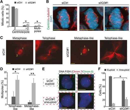 Figure 6. Depletion of IQGAP3 induces mitotic multipole formation and aneuploidy. A, Quantification of mitotic cells containing two or more than two centrin-positive dots, or mutlipoles. Data are mean ± SD from three independent experiments. A minimum of 47 cells was analyzed per each condition and experiment. B, Representative images of cells transfected with control siRNA (siCtrl) or IQGAP3-specific siRNA (siIQ3#1) demonstrate the presence of more than two centrin-positive dots per pole in case of knockdown of IQGAP3 (right panel). Centrin: green, α-tubulin: red. Nuclei were visualized with DAPI (blue). C, Live cell imaging analysis. HeLa cells stably transfected with mCherry-α-tubulin were transfected with either a control siRNA (siCtrl) or an IQGAP3-specific siRNA (siIQ3#1). Then, cells were time lapse–recorded for at least 12 hours by taking every 4 to 9 minutes a photo between the second and the third day after transfection. The pictures show a representation of a bipolar spindle (siCtrl) versus multipoles (siIQ3#1) in metaphase(-like) and telophase(-like) stages. Yellow numbers indicate pole numbers per cell. D, Percentage of mitotic multipoles in metaphase-like and telophase-like IQGAP3-depleted and control cells observed in the movies analyzed in C. Data are mean ± SD from three independent experiments. A minimum of 90 cells was analyzed per each condition and experiment. E and F, For the analysis of ploidy, chromosomally stable, diploid HCT116 cells were repeatedly transfected with either siCtrl or siIQ3#1 and kept in culture until the 4th generation. E, Aneuploidy was assessed by interphase FISH analysis using centromere-specific, fluorescently labeled probes for chromosome 7 (red) and 8 (green). Nuclei were visualized with DAPI (blue). Representative DNA FISH images of chromosome 7 and chromosome 8 showing euploid cell (two signals for chromosome 7 and two signals for chromosome 8) and aneuploid cells (less or more than two signals/chromosome). F, Quantification of euploid or aneuploid interphase cells labeled with FISH signals for chromosome 7 and 8 in siCtrl/siIQ3#1-treated HCT116 cells. A minimum of 250 nuclei was scored per sample. Data are mean ± SD from three independent experiments (**, P ≤ 0.01; *, P ≤ 0.05; Student t test, two-tailed). Scale bars, 10 μm.