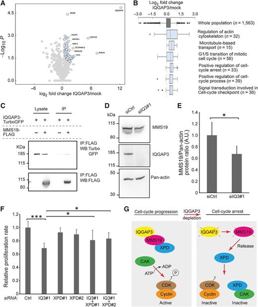 Figure 7. IQGAP3 regulates cell proliferation through Mms19. A, Volcano plot comparing anti-FLAG immunoprecipitates from HeLa cells transfected with a plasmid encoding IQGAP3 tagged with Myc and FLAG or mock-transfected cells. Significant interactors (permutation-based FDR < 0.05, based on a two-sided t test) are highlighted in light blue and annotated with their respective gene name. B, 1D enrichment analysis of GO terms (Benjamini–Hochberg FDR < 0.02). Box plots show average fold changes between pulldown experiments form IQGAP3-Myc/FLAG and mock-transfected cells for all proteins annotated with the indicated terms. C, Validation of binding capacity of IQGAP3 to Mms19. HEK293T cells were cotransfected with a plasmid containing IQGAP3 tagged with TurboGFP and a plasmid encoding for Mms19 tagged with FLAG. The protein lysate was immunoprecipitated with anti-FLAG M2 agarose beads. The precipitates were analyzed by Western blot analysis using the indicated antibodies. D and E, Analysis of the effect of IQGAP3 knockdown on MMS19 protein expression 72 hours posttransfection by Western blot analysis. D, Representative Western blot analysis. HeLa cells were transfected with either a control siRNA (siCtrl) or an IQGAP3-specific siRNA. Pan-actin was used as loading control. E, Densitometric quantification of MMS19 protein level relative to Pan-actin protein level in D. Mean ± SD from four independent experiments. *, P ≤ 0.05 (Student t test, two-tailed). F, Quantitative analysis of the effect of XPD knockdown (XPD#1, XPD#2) on the proliferation rate of IQGAP3-depleted cells (IQ3#1). Proliferation rate is normalized to the increase in cell number measured as OD 450 nm in siCtrl-transfected cells from day 1 to day 4. Data are mean ± SEM from four independent experiments. ***, P ≤ 0.001; *, P ≤ 0.05. (one-way ANOVA). G, Proposed mechanism of how IQGAP3 might regulate the Mms19/XPD/CAK axis.