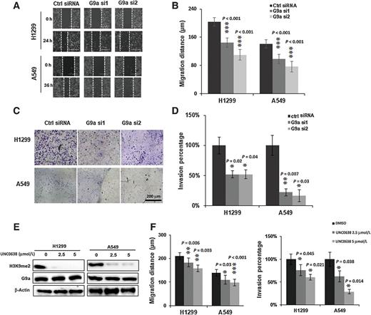 Figure 2. Knockdown and inhibition of G9a suppresses cell migratory and invasive potential of NSCLC cells. A, Representative images for scratch assays of A549 and H1299 cells transfected with control siRNA (Ctrl siRNA) and G9 siRNA 1 and 2 (G9a si1/2; scale bar, 400 μm). B, Quantitative analysis of migration distances in G9a-attenuated NSCLC cells. C, Representative images for Matrigel transwell invasion assays of A549 and H1299 cells transfected with control siRNA (Ctrl siRNA) and G9a siRNA 1 and 2 (G9a si1/2), (scale bar, 200 μm). D, Quantitative analysis of invasive cells in G9a-attenuated NSCLC cells. E, Western blots shows H3K9me2 was decreased by G9a inhibitor UNC0638 in A549 and H1299 cells. F, Quantitative analysis of decreased cell migration (left panel) and invasion (right panel) in A549 and H1299 cells treated with UNC0638. Data are normalized to the untreated control cells and are presented as percentages related to the control cells (*, P < 0.05; **, P < 0.01; ***, P < 0.001, compared with control cells).