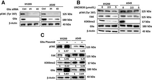 Figure 3. Inhibition of G9a suppresses the activation of FAK signaling pathway in NCSLC. A, Western blot analysis of G9a, total FAK, and pFAK proteins in G9a-attenuated NSCLC cells. B, Western blot analysis of decreased G9a, H3K9me2, total FAK, and pFAK proteins in the cells treated with UNC0638. C, Western blot analysis of G9a, total FAK, and pFAK proteins in A549 and H1299 cells, and the relative protein levels in the cancer cells overexpressing G9a were presented as the normalized folds (under each band) to the control cells transfected with empty plasmid (set as 1).