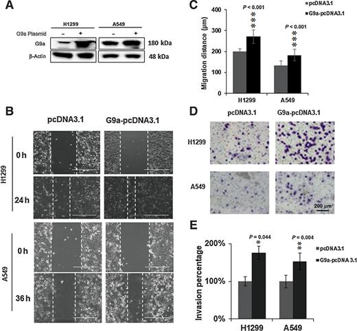 Figure 4. Overexpression of G9a enhances cell migratory and invasive potential of NCSLC cells. A, Western blot analysis of overexpressed G9a in H1299 and A549 cells. B, Representative images for the scratch assays of H1299 cells overexpressing G9a and A549 cells overexpressing G9a (at 0 hours and 24 hours for H1299/36 hours for A549). C, Quantitative analysis of migration distances in the cells overexpressing G9a. D, Representative images for Matrigel transwell invasion assays of G9a-overexpressed A549 and H1299 cells. E, Quantitative analysis for invasive cells in G9a-overexpressed NSCLC cell lines. Data are presented as percentage of the control cells (*, P < 0.05; **, P < 0.01; ***, P < 0.001, compared with the control cells).