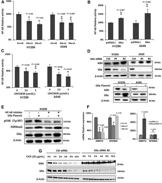 Figure 6. G9a activates FAK signaling pathway by elevating NF-kB transcriptional activity. A, Knockdown of G9a suppressed NF-κB luciferase reporter activity in H1299 and A549 cells (Ctrl siR for control siRNA, G9a si1/2 for G9a siRNA1/2; *, P < 0.05; **, P < 0.01, compared with the control siRNA). B, Increased NF-κB luciferase reporter activity in G9a-overexpressed (G9+) A549 and H1299 cells; (**, P < 0.01, compared with the control cells transfected with pcDNA 3.1). C, NF-κB luciferase reporter activity was suppressed in these cancer cells treated with UNC0638 (*, P < 0.05; **, P < 0.01, compared with the control cells treated with DMSO). D, Western blot analysis of upregulated IκBα (top panel) in G9a-attenuated cancer cells and decreased IκBα (bottom panel) in G9-overexpressed cancer cells. E, Western blots shows NF-κB inhibitor Parthenilide partially abolished the elevated pFAK (Tyr397) by overexpression of G9a. F, qRT-PCR analysis of EMHT2 and NFKBIA mRNAs in G9a-attenuated (left panel) and G9a-overexpressed (right panel) H1299 and A549 cells. G, Western blot analysis of G9a and IκBα proteins in the controls and G9a-attenuated H1299 cells treated with cycloheximide (CHX). Cells were first transfected with either control siRNA or G9a siRNA, at 48 hours posttransfection, cells were then treated with 25 μg/mL CHX. Data are presented as percentages of the control cells (*, P < 0.05; **, P < 0.01; ***, P < 0.001, NS represents no significance; compared with the controls cells).