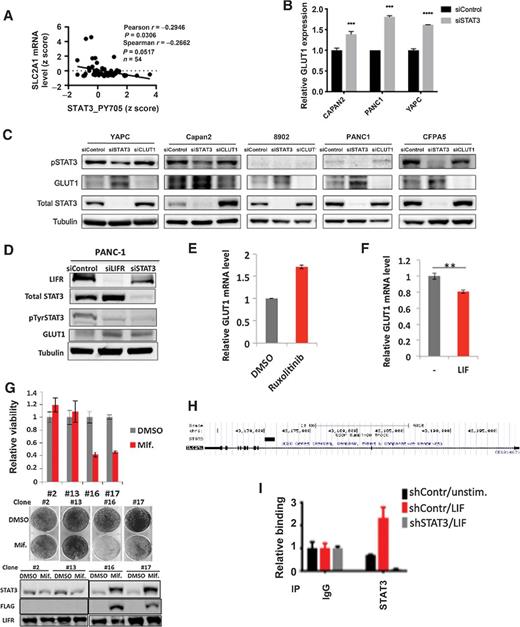 Figure 6. STAT3 inhibits GLUT1 expression in KRAS-transformed cancer cells. A, Correlation analysis was performed between STAT3 tyrosine phosphorylation (STAT3_PY705) and GLUT1 mRNA levels (SLC2A1) from The Cancer Genome Atlas (TCGA) provisional dataset, lung adenocarcinoma with KRAS mutation (n = 54). B, The indicated cell lines were treated with control siRNA or siRNA to STAT3. After 72 hours, mRNA was harvested to quantitate GLUT1 mRNA. C, Pancreatic cancer cell lines were treated with the indicated siRNA for 72 hours (120 hours for YAPC), after which protein was harvested for the indicated immunoblots. D, PANC-1 cells were treated with the indicated siRNA for 72 hours, after which protein was harvested for the indicated immunoblots. E, AK191 cells were treated with the JAK inhibitor ruxolitinib (5 μm) for 6 hours to inhibit STAT3 phosphorylation, after which mRNA was harvested and GLUT1 was quantitated by RT-PCR. F, PANC-1 cells were treated with media or LIF for two hours, after which mRNA was harvested for GLUT1 quantitation. G, Mouse pancreatic cancer cell line AK191 was stably transfected with a mifepristone-inducible constitutively active form of STAT3 (STAT3C) containing a FLAG epitope. Clones with (#16 and #17) and without (#2 and #13) STAT3C responsiveness to mifepristone were isolated, and viable cell number (top) and clonogenicity (middle) was determined in the presence and absence of mifepristone (0.1 nmol/L). Immunoblots were performed to confirm appropriate STAT3C induction (bottom). H, ChIP-seq performed in SKBR3 cells revealed a binding site for STAT3 in the first intron of GLUT1 (black rectangle). I, PANC-1 cells were treated with control shRNA or shRNA to STAT3, and either left untreated or stimulated with LIF for 30 minutes. ChIP was then performed with control IgG or antibody to STAT3 for binding in the first intron of GLUT1.