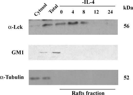 FIGURE 4. Subcellular localization of Lck in proliferating and apoptotic cells. Lipid rafts were isolated from IL-4-stimulated or IL-4-deprived cells in Optiprep flotation gradient. Proteins were separated by SDS-PAGE and immunoblotted with anti-Lck, cholera toxin-biotin, and anti-tubulin. Similar results of three independent experiments.