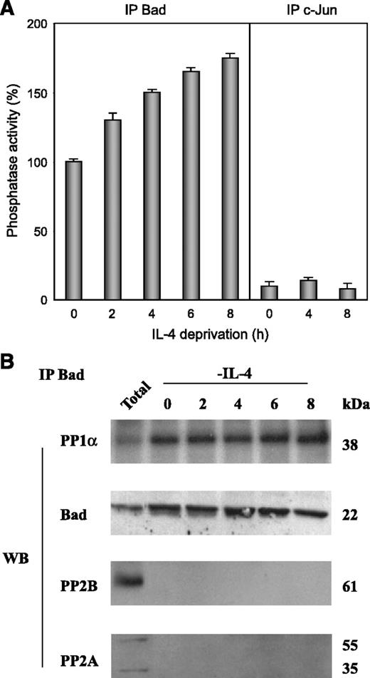 FIGURE 6. Estimation of PP1α phosphatase activity in Bad immunoprecipitates. A. Phosphatase activity was estimated in Bad immunoprecipitates from IL-4-stimulated or IL-4-deprived cells using [32P]phosphorylase a as substrate. As a negative control, phosphatase activity was estimated in c-Jun immunoprecipitates. Columns, mean (n = 3); bars, SD. Phosphatase activity is percentage of the maximal activity detected in control IL-4-stimulated cells. B. Total extracts or cytoplasmic lysates from IL-4-stimulated or IL-4-deprived cells immunoprecipitated with anti-Bad were transferred to nitrocellulose and immunoblotted with PP1α. The blot was reprobed with anti-PP2A, anti-PP2B, and anti-Bad as internal controls. Molecular weight of the corresponding proteins. Representative of three independent experiments.