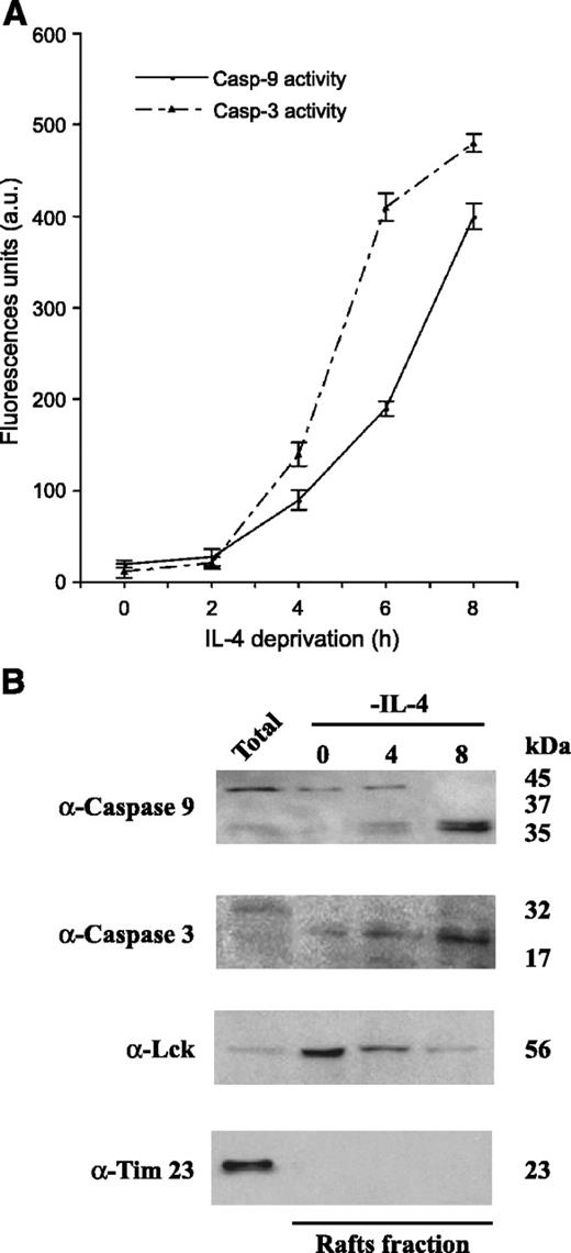 FIGURE 7. Influence of IL-4 deprivation on caspase activity and localization. A. Cells were cultured in the presence or absence of IL-4 for the indicated times. Caspase-9 and caspase-3 activity was determined in cytosolic extracts as fluorescence emission of the cleaved substrates. Columns, mean (n = 3); bars, SD. B. IL-4-stimulated or IL-4-deprived cells were Triton X-100 extracted and fractionated in Optiprep flotation gradient. Only the insoluble proteins are shown. Immunoblot was probed with anti-caspase-9 and anti-caspase-3. As internal control, the blot was hybridized with anti-Lck (rafts marker) and anti-Tim 23 (non-rafts marker). Similar results of three independent experiments. Molecular weights of the corresponding proteins.