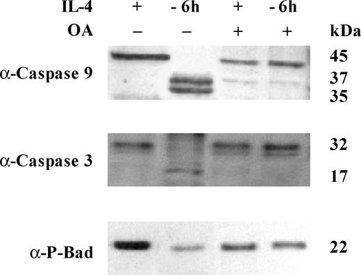 FIGURE 8. Effect of the phosphatase inhibitor okadaic acid on caspase-9 and caspase-3 activity and apoptosis. A. IL-4-stimulated or IL-4-deprived cells were treated with 1 μmol/L okadaic acid (OA) for 6 hours. Total extracts were transferred to nitrocellulose. The membrane was probed with anti-caspase-9, anti-caspase-3, and anti-phospho-Bad, the latter to verify that okadaic acid treatment in vivo blocked PP1α phosphatase activity. Molecular weight of the corresponding proteins. Protein bands were detected using enhanced chemiluminescence. Similar results were obtained in two independent experiments.