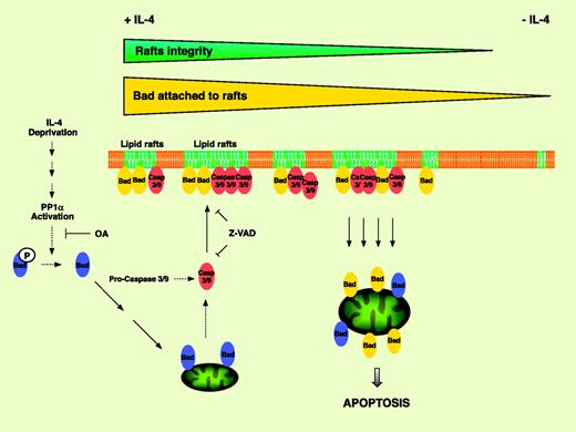 FIGURE 9. Schematic model for amplification of cytoplasmic Bad dephosphorylation effect. IL-4 deprivation induces PP1α phosphatase activity, which in turn dephosphorylates cytoplasmic Bad. Dephosphorylated Bad translocates to mitochondria followed by induction of caspase-9 and caspase-3 activation. Proteases migrate to rafts causing its alteration, and as a consequence, the Bad pool attached to the rafts translocates to mitochondria, thus amplifying the apoptotic response. The final consequence of the pathway triggered by IL-4 withdrawal is the apoptotic death of the cell.