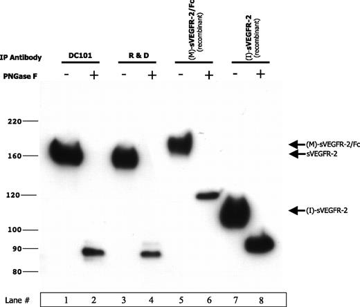 FIGURE 2. Deglycosylation of sVEGFR-2 and recombinant sVEGFR-2 proteins increases mobility on SDS-PAGE gel. The ∼160-kDa naturally occurring sVEGFR-2 protein, immunoprecipitated from SCID mouse plasma using DC101 or R&D antibodies (lanes 1 and 3), migrated on SDS-PAGE gel at ∼90 kDa after deglycosylation with PNGase F (lanes 2 and 4). Differences in glycosylation between two recombinant sVEGFR-2 proteins, one mammalian derived [designated (M)-sVEGFR-2/Fc; lane 5] and one insect derived [designated (I)-sVEGFR-2; lane 7], were compared. Mobility of (M)-sVEGFR-2/Fc and (I)-sVEGFR-2 by SDS-PAGE analysis was increased to ∼120 and 90 to 95 kDa, respectively (lanes 6 and 8), after deglycosylation with PNGase F, indicating that the mammalian-derived sVEGFR-2 is more heavily glycosylated than the insect-derived protein.