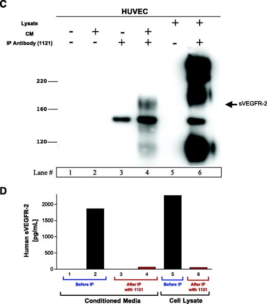 FIGURE 4. sVEGFR-2 detected in human plasma and CM from human endothelial cells. A. Immunoprecipitations of sVEGFR-2 from two human plasma samples and VEGFR-2 from HUVEC and EA.hy926 cell lysates were performed using the human anti-VEGFR-2 antibody 1121 raised against the extracellular domain of VEGFR-2. B. Postimmunoprecipitation supernatants showed marked depletion of sVEGFR-2 and VEGFR-2 compared with plasma-alone or cell lysate–alone controls. C. Similar studies revealed sVEGFR-2 in the CM of HUVEC. D. Postimmunoprecipitation supernatants tested by human sVEGFR-2 ELISA proved to be depleted of sVEGFR-2, further confirming that the ∼160-kDa sVEGFR-2 and full-length 180 to 250-kDa VEGFR-2 measured by Western blotting and by ELISA in both plasma and CM are the same protein. +, cell lysate, plasma, or CM; −, either control media or lysis buffer.