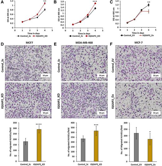 Figure 1. Effect of IQGAP2 modulation in breast cancer cells on proliferation and migration of HUVECs. A–C, The graphs of MTS-based cell proliferation assay showing (A) increased proliferation of HUVECs grown in conditioned medium (CM) from MCF7_IQGAP2_KD (MCF7 with IQGAP2 depletion) than the HUVECs grown in CM from MCF7_Control_Sc (MCF7 with control vector); B, Higher rate of proliferation in HUVECs treated with CM from MDA-MB-468 having IQGAP2 depletion (IQGAP2_KD) than the HUVECs treated with CM from MDA-MB-468 having control vector (Control_Sc) and (C) reduced proliferation of HUVECs grown in CM from MCF7_IQGAP2_Ex (MCF7 with IQGAP2 overexpression) than the HUVECs grown in CM from MCF7_Control_EV (MCF7 with control vector). In graph, the x-axis represents time in days and the y-axis represents absorbance of cells at 495 nm. (n = 3, two-tailed unpaired t test). D–F, Representative images of Transwell migration assay (top; D) showing increased HUVEC migration in response to IQGAP2 depletion (IQGAP2_KD) in MCF7; E, Elevated HUVEC migration in response to IQGAP2 depletion (IQGAP2_KD) in MDA-MB-468 and (F) reduced HUVEC migration in response to IQGAP2 overexpression (IQGAP2_Ex) in MCF7. In bottom corresponding bar graphs (D and E) show the difference in number of migrated HUVECs. (n = 3, two-tailed unpaired t test). *, P ≤ 0.05; **, P ≤ 0.01; ***, P ≤ 0.001; ****, P ≤ 0.0001. The results were presented as mean ± SD values from three independent experiments.