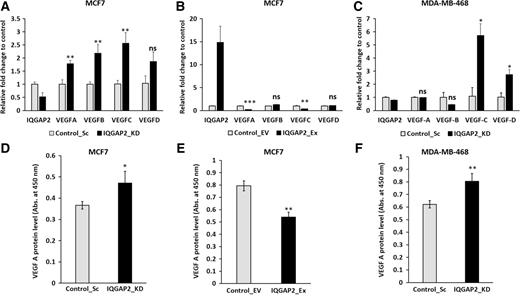 Figure 5. IQGAP2 depletion in breast cancer cells increases expression of VEGF-A. A–C, Bar graph showing the relative fold change in transcript level of VEGF isoforms in; A, The IQGAP2-depleted (IQGAP2_KD) MCF7 group (n = 3, two-tailed unpaired t test); B, The IQGAP2 overexpression (IQGAP2_Ex) MCF7 group (n = 3, two-tailed unpaired t test) and; C, the IQGAP2-depleted (IQGAP2_KD) MDA-MB-468 group (n = 3, two-tailed unpaired t test), compared with the respective controls. D and E, Conditioned media (CM) from IQGAP2 modulated MCF7 and MDA-MB-468 cells were collected and the level of secretory VEGF-A was analyzed using ELISA. D, Bar graph displaying higher secretory VEGF-A protein level in the CM of the IQGAP2-depleted (IQGAP2_KD) MCF7 group than the control group (Control_Sc). E, Bar graph showing reduced VEGF-A protein level in CM of the IQGAP2 overexpression (IQGAP2_Ex) MCF7 group compared with the control group (Control_EV). F, Bar graph showing elevated VEGF-A protein level in CM of the IQGAP2-depleted (IQGAP2_KD) MDA-MB-468 group compared with the control group (Control_Sc). In the graph, the x-axis shows groups modulated for IQGAP2 and the y-axis displays the absorbance at 450 nm. The results were presented as mean ± SD values from three independent experiments. ns, nonsignificant; *, P ≤ 0.05; **, P ≤ 0.01; ***, P ≤ 0.001.