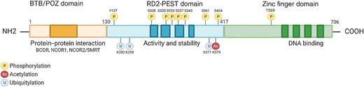 B-cell Lymphoma 6 (BCL6): From Master Regulator of Humoral Immunity to ...