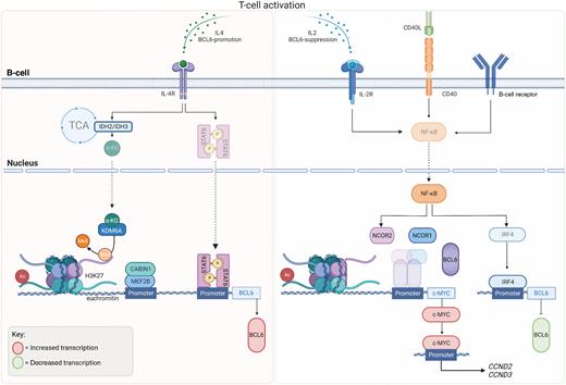 B-cell Lymphoma 6 (BCL6): From Master Regulator of Humoral Immunity to ...