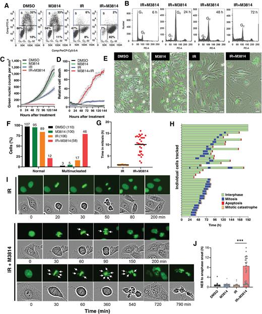 Figure 1. Exposure of irradiated p53 dysfunctional cells to M3814 leads to misalignment and missegregation of multiple chromosome and enhanced cell death. A, Cell-cycle distribution of HeLa cells exposed to vehicle (DMSO), M3814 (1 μmol/L), IR (5 Gy), or IR (5 Gy)+ M3814 (1 μmol/L) for 24 hours. Cells were incubated with bromodeoxyuridine (BrdU) for 1, harvested and stained with anti-BrdU antibody and 7-AAD for flow cytometry. The percentage of cells in each cell-cycle phase was calculated and rounded to the next digit. B, Cell-cycle distribution profiles of HeLa cells exposed to IR (5 Gy)+M3814 (1 μmol/L) for 6, 24, 48, and 72 hours. Cells were collected, stained with propidium iodide, and analyzed by flow cytometry. Growth curves (C) and relative cell death (D) of HeLa NucLight cell exposed to vehicle, M3814, IR, or IR+M3814. Cells were treated as in A in the presence of Cytotox red reagent and imaged every 2 hours for 6 days by IncuCyte with a 10× objective. Cell growth was plotted as the number of green fluorescent nuclei for each timepoint. Relative cell death was determined by normalizing the Cytotox red counts to green nuclei counts and shown as mean ± SD.E, Representative still images from C at day 6. Scale bar: 20 μmol/L. F, Percentage of multinucleated cells (>2 nuclei/cell) was determined from live-imaging videos of HeLa NuclLight cells treated as in C. G, Time in mitosis of HeLa NucLight cells treated with IR (5 Gy) or IR (5 Gy)+M3814 (1 μmol/L) and continuously imaged by IncuCyte with a 20× objective. Individual cells exposed to IR (n = 20) or IR+M3814 (n = 39) were tracked and analyzed. Bars indicate population averages. H, Cell fate in response to combined IR (5 Gy)+M3814 (1 μmol/L) treatment. HeLa NucLight cells from G were tracked to determine their fate in relation to mitosis within 192 hours after exposure to IR (5 Gy) + M3814 (1 μmol/L). Time spent in interphase (green bars) and mitosis (blue bars). Truncated bars indicate onset of cell death in interphase (red) and in mitosis (orange). I, Representative images of mitotic progression of HeLa GFP-H2B exposed to IR (5 Gy) or IR (5 Gy)+M3814 (1 μmol/L). HeLa GFP-H2B cells were treated as in E and imaged by IncuCyte with a 20× objective. Individual cells were tracked and analyzed. Representative GFP and phase contrast images and the time from start of cell tracking are shown. Arrows point to examples of misaligned and/or lagging chromosomes. J, The lengths of time from nuclear envelop breakdown (NEB) to anaphase onset in HeLa GFP-H2B determined as in G.