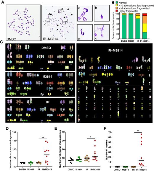 Figure 2. M3814 promotes gross chromosomal aberrations in irradiated p53-null A549 cells. A, A549p53KO cells were exposed to DMSO, M3814 1 μmol/L), IR (5 Gy), or IR (5 Gy) + M3814 (1 μmol/L) for 48 hours, metaphase spreads were generated, collected, and analyzed. Shown are representative images of spreads from DMSO and IR+M3814-treated cells. Examples of chromosome aberrations, including fragmentation (arrows), fusion, ring, breaks/loss are highlighted in boxes a–d. B, Quantification of chromosomal aberrations and fragmentation. A549p53KO cells were treated as in A and metaphase spreads (>60 per condition) were analyzed. Few fragmented: spreads with <10 aberrations and fragments; Fragmented: >10 aberrations and fragments; highly fragmented: most chromosome fragmented. C, Spectral karyotyping images. Proliferating A549p53KO cells were treated as in A for 48 hours and metaphase spreads collected. Ten randomly picked metaphase spreads were karyotyped from each treatment condition. Chromosomes are numbered, M designates “Marker” chromosomes. Quantification of spectral karyotyping data is shown in D–F. D, Individual and average numbers of chromosomes/fragments per metaphase spread as described in C. E, Number of chromosomal abnormalities including deletion, duplication, translocation, and insertion per metaphase spread. F, Number of marker chromosomes in each metaphase spread.
