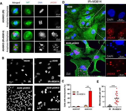 Figure 3. M3814-induced structural defects in multiple chromosomes lead to massive micronucleation in p53-deficient cancer cells. A, A549p53KO cells were exposed to IR (5 Gy), or IR (5 Gy) + M3814 (1 μmol/L) for 48 hours and then to CDK1 inhibitor RO-3306 for 16 hours to arrest cells at the G2–M border. The population was enriched in mitotic cells by release from the RO-3306 block and immune stained for α-tubulin (green), DAPI (blue), and γH2AX (red). Representative images in metaphase and anaphase shown. B, Representative DAPI images of A549 and A549p53KO cells following 48 hours exposure to IR (5 Gy), or IR (5 Gy) + M3814 (1 μmol/L). Arrows indicate micronuclei. C, Percentage of cells with at least one micronucleus. Quantitative analyses of imaging data from B. D, Representative images of fixed A549 and A549p53KO cells at day 7 after IR (5 Gy) + M3814 (1 μmol/L) treatment, stained for α-tubulin (green), DAPI (blue), and γH2AX (red). E, Total number of micronuclei per cell. Quantification of imaging data parallel treatment as in D.