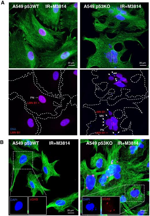 Figure 4. M3814-induced micronuclei have compromised lamina and stain for cGAS. A, A549 and A549p53KO cells were exposed to IR (5 Gy) + M3814 (1 μmol/L) for 7 days. Representative image of cells stained for lamin B1 (red), DNA(DAPI, blue) and α-tubulin (green) are shown. Arrows indicate micronuclei. PN, primary nucleus. B, A549 p53WT and p53KO cells were treated as in A. Representative image of cells stained for cGAS (red), DNA (DAPI, blue), and α-tubulin (green) are shown. Magnified images were indicated in the bottom.