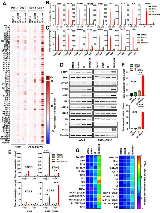 Figure 5. M3814 enhances IR-induced inflammatory response in irradiated cancer cells. A, Heatmap of gene expression measured by NanoString the PanCancer Immune Panel in A549 and A549p53KO cells following 3- or 7-day exposure to DMSO, M3814, IR (5 Gy), or IR (5 Gy) + M3814 (1 μmol/L). Results were filtered to exclude genes in which sample counts were below a background threshold of 10, and to include all genes in which IR+M3814 treatment induced expression >5-fold than DMSO control in A549p53KO cells at day 7. The expression levels of the resultant 61 genes are shown as fold change. B, Fold change in transcript levels of IFN-stimulated and inflammatory genes as detected by qPCR. A549p53KO cells were transfected with nontargeting (siC) or TMEM173 (STING) siRNA (siS) for 24 hours and then incubated with DMSO, M3814, IR (5 Gy), or IR (5 Gy) + M3814 (1 μmol/L) for 3 days. C, Change in transcription levels of IFN-stimulated and inflammatory genes. A549p53KO cells were treated as in B with or without TBK1 inhibitor MRT67307 (3 μmol/L) for 3 days. D, Western blot analysis of the STING-TBK1 pathway in lysates from A549 and A549p53KO cells treated as in C on day 6. E, Fold change in transcript levels of TMEM173 (STING) and CD274 (PD-L1) measured by qPCR in A549 and A549p53KO cells after 3- and 7-day treatment as in A. F, Expression levels of STAT1 and IRF7 in A549p53KO cells following 7-day treatment as in A. Shown are average fold change values relative to DMSO treatment control, extracted from three independent NanoString expression panel experiments. G, Heatmaps depicting the relative levels of secreted cytokines detected by the MSD assay in the media of A549p53KO cells exposed to IR (5 Gy), or IR (5 Gy) + M3814 (1 μmol/L) for 7 days (left) and an additional 7 days following media removal and replating (right) shown as log10 ratio.