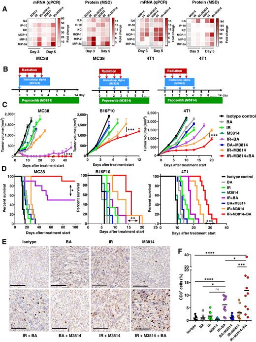 Figure 6. Triple combination of radiation, M3814 and bintrafusp alfa shows superior efficacy and survival in syngeneic cancer models. A, Proliferating 4T1 and MC38 cells were exposed to IR (5 Gy) and M3814 (1 μmol/L) alone or in combination. Gene expression levels and secreted protein levels of six inflammatory signaling genes/proteins were assessed by qPCR and MSD assay, respectively. Gene expression heat maps display fold change relative to DMSO control with GAPDH as reference. Protein heatmaps display fold change relative to DMSO control, normalized to cell number (total RNA used as cell number indicator).B, Treatment schedule of combination efficacy studies. For the MC38 model, C57BL/6 mice were inoculated intramuscularly (i.m.) with 0.25 × 106 MC38 cells (day 7) and treated (n = 10) with isotype control (133 μg i.v., day 0)+vehicle (0.2 mL orally, every day on days 0–14), BA (164 μg i.v., day 0), IR (3.6 Gy, days 0–3), M3814 (50 mg/kg, orally, every day, days 0–14), IR+BA, BA+M3814, IR+M3814, or IR+M3814+BA. For the B16F10 model, C57BL/6 mice were inoculated i.m. with 1 × 106 B16F10 cells (day 8) and treated (n = 6) with isotype control (400 μg i.v., days 0, 2, 4)+vehicle (0.2 mL orally, every day, days 0–14), BA (492 μg i.v., days 0, 2, 4), IR (6 Gy, days 0–3), M3814 (150 mg/kg, orally, every day, days 0–14), IR+BA, BA+M3814, IR+M3814, or IR+M3814. For the 4T1 model, BALB/c mice were inoculated i.m. with 0.5 × 105 4T1 cells (day 6) and treated (n = 10) with isotype control (400 μg i.v., days 0, 2, 4)+vehicle (0.2 mL orally, every day, days 0–14), BA (492 μg i.v., days 0, 2, 4), IR (8 Gy, days 0–3), M3814 (150 mg/kg, orally, every day, days 0–14), IR+BA, M3814+BA, IR+M3814, or IR+M3814+BA. C, Combination of IR, M3814, and BA enhanced antitumor activity. All tumor volumes were measured twice weekly and presented as mean ± SEM. P values were calculated by two-way ANOVA with a Tukey or Sidak post-test. D, Combination of IR, M3814, and BA showed superior survival benefit. For survival analysis, mice were sacrificed when tumor volumes reached 2,000 mm3 and median survival times were calculated. P values were calculated by log-rank (Mantel–Cox) tests. E, Representative IHC images showing CD8+ T-cell infiltration in 4T1 tumors following therapy (scale bar: 250 μm). BALB/c mice were inoculated i.m. with 0.5 × 105 4T1 cells (day 7) and treated (n = 12) with isotype control (400 μg i.v., days 0, 2, 4)+vehicle [0.2 mL, orally, daily (every day), days 0–10], BA (492 μg i.v., days 0, 2, 4), IR (8 Gy, days 0–3), M3814 (150 mg/kg, orally, every day, days 0–10), IR+BA, BA+M3814, IR+M3814, or IR+M3814+BA. 4T1 tumor tissues were harvested at day 10, fixed, and CD8+ cells were detected by IHC. F, M3814 enhanced CD8+ T-cell infiltration into 4T1 tumors. The percentage of anti-CD8+ cells as a proportion of total nucleated cells in the 4T1 tumors described in E was quantified by HALO analysis and significance was tested by an ordinary one-way ANOVA with Dunnett multiple comparisons test.