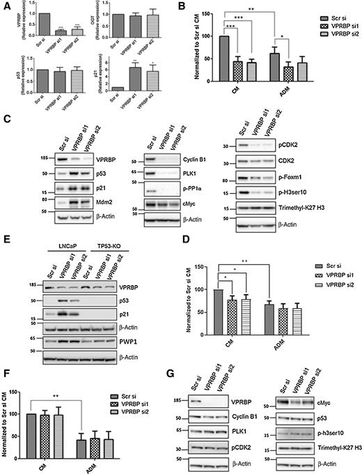 Figure 3. VPRBP knockdown leads to reduced cell proliferation and p53 stabilization. A, LNCaP cells were transfected with VPRBP siRNA and cells were harvested 3 days posttransfection to detect mRNA expression of VPRBP, OGT, p53, and p21 (n = 4). B, Effect of VPRBP knockdown on LNCaP cell proliferation was assessed by cell counting 5 days posttransfection; the cells were grown in the presence (CM) and absence of androgens (ADM; n = 4). C, Effect of VPRBP knockdown on LNCaP p53, markers of cell cycle and other proteins of interest was assessed by immunoblot analysis of cell lysate prepared 3 days posttransfection. D, Effect of VPRBP knockdown on cell proliferation was assessed by cell counting in TP53 knockout (KO) LNCaP cells grown in the presence (CM) and absence of androgens (ADM; n = 4). E, Effect of VPRBP knockdown on LNCaP versus TP53-KO LNCaP proteins of interest was assessed by immunoblot analysis. F, Effect of VPRBP knockdown on cell proliferation was assessed by cell counting 5 days posttransfection in VCaP cells grown in the presence (CM) and absence of androgens (ADM; n = 3). G, Effect of VPRBP knockdown on VCaP proteins of interest was assessed by immunoblot analysis. Results are expressed as means ± SD. *, P < 0.05; **, P < 0.01; ***, P < 0.00. Statistical analyses were performed by Student t test for qPCR and one-way ANOVA followed by Tukey post hoc analysis for cell proliferation.