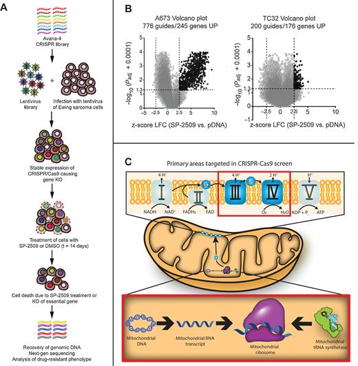 Figure 1. CRISPR–Cas9 screen identifies mitochondrial dysfunction as a drug resistance phenotype. A, Overview of CRISPR–Cas9 screen. An Avana-4 library was used to generate a lentivirus library that was used to infect A673 and TC-32 cells that stably expressed Cas9. After antibiotic selection, cells were treated with either DMSO or 300 nmol/L SP-2509 for 14 days. Cells remaining after 14 days were collected, and their DNA was purified. PCR and barcoding were performed, followed by next-generation sequencing to identify the genes whose KO allowed cells to survive SP-2509 treatment. B, Volcano plots for A673 and TC-32 cells. Gene hits that had a log2Fold (LFC) z-score > 2.5, and a −log10 Padjusted value of 0.05 (black dots) were considered significant. C, Representative images of the categories of mitochondrial genes that were identified in our CRISPR–Cas9 screen, including mitochondrial ribosomal proteins, mitochondrial tRNA synthetases, mitochondrial DNA-replication and transcription machinery, and ETC complexes III and IV. These components are surrounded by red boxes.