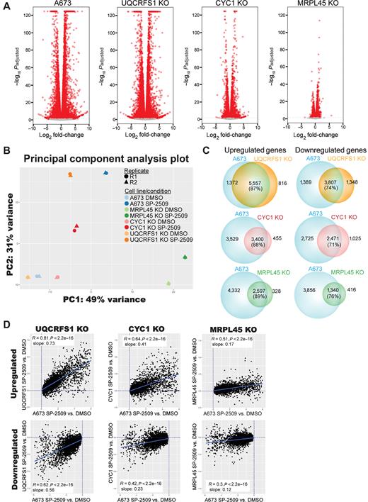 Figure 3. RNA-seq of monoclonal mitochondrial KO cell lines. A, Volcano plots comparing SP-2509 treatment versus DMSO treatment for each indicated cell line. Each dot represents a differentially expressed gene (DEG) with significantly changed DEGs (red) having a −log10 Padjusted < 0.05, and non-significant DEGs (gray) failing to reach significance. B, Principal component analysis (PCA) plot of the transcriptional profiles of indicated monoclonal KO cell lines and parental A673 cells. Principal component 2 (PC2) on the y-axis is plotted against principal component 1 (PC1) on the x-axis. Different cell conditions are depicted by color and replicates are represented with different shapes. C, Venn diagrams comparing the overlap of differentially expressed genes caused by treatment with SP-2509 for A673 versus the indicated monoclonal KO cell line. D, Scatterplots depicting common genes differentially regulated during treatment with SP-2509 for parental A673 cells versus each indicated monoclonal KO cell line. Data are plotted as log2FC of each monoclonal KO cell on the y-axis against the log2FC of A673 parental cells on the x-axis. Dotted lines depict x = 0 and y = 0. Significance was defined as Benjamini–Hochberg Padjusted < 0.05 with no fold-change cutoff values. Lines of best fit were derived from the linear model only for genes with significant changes in both parental and monoclonal KO cells to represent the common DEGs. Pearson correlation coefficients and their P values are depicted with the slope from the linear model in the boxed inset.