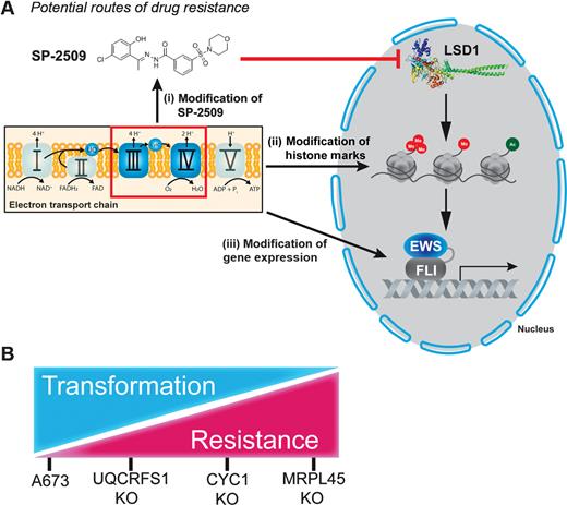 Figure 5. Model for mitochondrial influence on SP-2509 drug resistance and oncogenic transformation ability in Ewing sarcoma. A, Each arrow indicates a potential route for the mitochondrial ETC to influence SP-2509 treatment of Ewing sarcoma. B, Transformation/SP-2509 drug resistance model for mitochondrial dysfunction in Ewing sarcoma with A673 and each monoclonal cell line indicated.