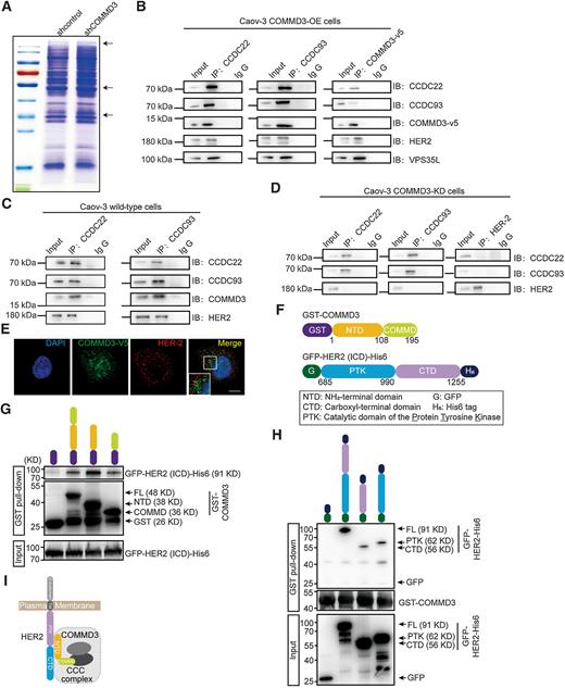 COMMD3-Mediated Endosomal Trafficking of HER2 Inhibits the Progression ...