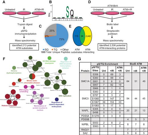 Figure 1. Proteomic screens identify cohesin complex proteins as novel ATM substrates. A, HEK293T cells were left untreated or treated with 0 or 1 μmol/L ATMi before irradiation with 10 Gy IR. Cells were collected 1 hour after irradiation, proteins proteolytically digested with trypsin, and enriched for phosphopeptides using an antibody that recognizes the ATM phosphorylation motif (pS/TQ). Phosphopeptides were then identified by MS. B, Phosphorylation motif analysis of the 1889 phosphoresidues identified in the phosphoproteomics screen. C, Venn diagram depicting the distribution of SQ and TQ residues to other phosphorylation motifs from the phosphoproteomics screen. D, HEK293T cells transfected with ATM-BirA were left untreated or treated with 0 or 1 μmol/L ATMi before irradiation with 10 Gy IR. Cells were labeled with biotin for 16 hours before cells were harvested, lysed, biotinylated proteins enriched by streptavidin pulldown and identified by MS. E, Overlap of IR-induced ATM-dependent phosphoproteins from pS/TQ phosphoproteomics screen and ATM-interactors from the ATM-BirA screen. F, GO enrichment analysis of proteins observed as both ATM substrates and ATM-interactors. G, Table of cohesin proteins and phosphorylated S/TQ sites identified in the pS/TQ phosphoproteomics and ATM-interactor screens.