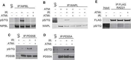 Figure 2. Validation of cohesin proteins as novel ATM substrates. A–D, HEK293T cells were left untreated or treated with 0 or 1 μmol/L ATMi before irradiation with 10 Gy IR. Cells were collected 1 hour after IR treatment, lysed, and immunoprecipitated with antibodies to NIPBL, WAPL, PDS5B, or PDS5A or IgG as a negative control. Immunoprecipitated proteins were separated by SDS-PAGE and immunoblotted with pS/TQ antibodies to visualize phosphorylation. In B, WAPL was also immunoprecipitated from CRISPR-generated ATM knockout HEK293T cells treated with 0 or 10 Gy IR. E, Cells were treated the same as in A to D except HEK293T cells were transfected with Flag-RAD21 and RAD21 was immunoprecipitated using FLAG antibodies.
