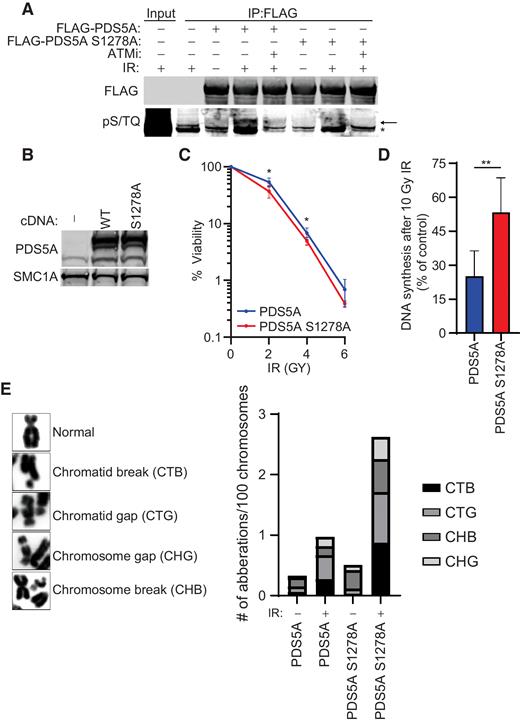 Figure 3. ATM phosphorylation of PDS5A S1278 is required for responses to IR. A, HEK293T cells transfected with FLAG-PDS5A or FLAG-PDS5A S1278A were left untreated or treated with 0 or 1 μmol/L ATMi before irradiation with 10 Gy IR. Cells were lysed 1 hour after irradiation, and lysates were immunoprecipitated with FLAG antibodies. Immunopurified PDS5A was separated by SDS-PAGE and then immunoblotted with pSTQ antibodies to examine phosphorylation. B, U2OS cells transfected with PDS5A or PDS5A S1278A were treated with 0, 2, 4, or 6 Gy IR. Cell viability was determined by scoring viable clones 2 weeks after irradiation. Results are the combination of five biological replicates. Significance was determined by Wilcoxon matched-pairs signed rank test. *, P < 0.05. C, HEK293T cells transfected with PDS5A or PDS5A S1278A were left untreated or treated with 10 Gy IR. Cells were labeled with BrdU for 30 minutes an hour after irradiation, and the percentage of BrdU+ cells were determined by FACS analysis. Results are the combination of six biological replicates. Significance was determined by Mann–Whitney test. *, P < 0.01. D, HEK293T cells transfected with PDS5A or PDS5A S1278A were treated with 0 or 0.5 Gy IR. Chromosome spreads were prepared and blinded samples were scored for chromatid breaks, chromatid gaps, chromosome breaks, and chromosome gaps. E, HEK293T cells were transfected with PDS5A, or PDS5A S1278 cDNA prior to irradiation with 0 or 0.5 Gy IR. Chromosome spreads were prepared and blinded samples were scored for chromatid breaks (CTB), chromatid gaps (CTG), chromosome breaks (CHB), and chromosome gaps (CHG).