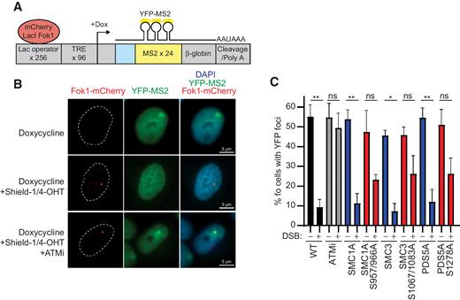 Figure 4. ATM phosphorylation of cohesin is required for transcriptional repression at DSBs. A, Schematic of the DSB reporter locus stably integrated into chromosome 1 of U2OS cells. The reporter consist of 256 repeats of the lac operator upstream of 96 repeats of a TRE that drives doxycycline-inducible expression of a RNA transcript containing 24 repeats of the MS2 RNA stem loop sequence. Transcription is visualized by binding of constitutively expressed YFP-MS2 protein to the MS2 stem loops following addition of doxycycline. DSBs are formed and visualized within the lac operator array through fusion of mCherry and lac repressor to a Fok1 nuclease domain. DSB formation is spatiotemporally regulated by addition of a DD and ER domain to mCherry-LacI-Fok1, which requires addition of both Shield-1 and 4-OHT to stabilize and translocate the Fok1 fusion protein into the nuclease. B, Representative images of Fok1 reporter cells after addition of doxycycline to induce transcript expression bound by YFP-MS2. Addition of Shield-1/4-OHT induces DSB formation visualized by localization of mCherry-Fok1 fusion protein to reporter site. C, Fok1 reporter cells were left untreated, treated with 1 μmol/L ATMi, or transfected with SMC1A, SMC1A S957/966A, SMC3, SMC3 S1067/1083A, PDS5A, or PDS5A. Cells were then mock treated or treated with Shield-1/4-OHT to induce DSBs before addition of doxycycline to induce transcript expression. Cells were then scored for percentage of cells with YFP foci (transcription positive). Results are the combination of 3 to 5 biological replicates in which at least 100 cells were scored for each experiment. Statistical significance was determined by Kruskal–Wallis test with a Dunn's post hoc analysis. ns, not significant (P > 0.05); *, P < 0.05; **, P < 0.01.