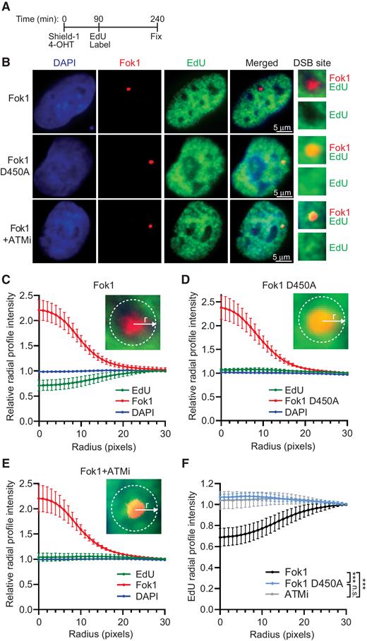 Figure 5. ATM is required for repression of DNA replication within the vicinity of DSBs. A, DSBs were induced in U2OS Fok1 reporter cells for 90 minutes before addition of EdU for 2.5 hours. B, Representative microscopy images of EdU staining in Fok1 and nuclease dead Fok1 D450A cells left untreated or pretreated with ATMi. C–E, Relative radial profile plot of EdU, Fok1 (mCherry), and DAPI signal intensities from the center of the Fok1 (C) or Fok1 D450A (D) focus radiating outward. E, Relative radial profile plot of Fok1 cells pretreated with ATMi before DSB induction and EdU labeling. F, Comparison of Edu intensity within the Fok1 or Fok1 D450A foci of cells mock treated or treated with ATMi. Graphs plot the average intensities from at least three experiments in which each experiment analyzed at least 30 different Fok1/EdU positive nuclei. Statistical significance was determined by Kruskal–Wallis test with a Dunn's post hoc analysis. ns, not significant (P > 0.05); ***, P < 0.001.