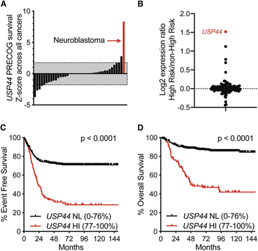 USP44 expression identifies patients with aggressive neuroblastoma. A, PRECOG Z-scores for USP44 across 39 types of human cancer. The gray box indicates nonsignificant Z-scores. B, The graph represents the Log2 expression ratio (high-risk/non-high-risk) for 95 deubiquitinating enzymes in tumors from the SEQC cohort. C and D, Kaplan–Meier survival curves displaying the EFS and OS for the entire cohort of patients in the SEQC cohort stratified using the optimal cutoff identified using the Kaplan-scan function of R2. P-values were calculated using the Log-rank test.