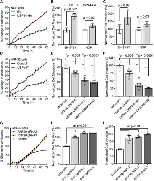 USP44 expression drives proliferation, migration, and invasion in neuroblastoma cell lines. A, NGP neuroblastoma cells were transduced with lentivirus encoding control EV or USP44 with a c-terminal hemagglutinin (HA) epitope tag (USP44-HA). Proliferation was monitored with live video microscopy using an IncuCyte device. The mean ± SEM of triplicate cultures is shown at each time point. B and C, The indicated cell lines were transduced as in (A). Migration (B) and invasion (C) were measured using transwell devices. The graph represents the mean ± SEM for three independent experiments. D and G, IMR-32 cells were transduced with CRISPR-CAS9 and control or USP44 targeting guide RNA as shown in Supplementary Fig. S4C. Proliferation was monitored as in (A). E, F,H, I, IMR-32 cells were transduced with lentivirus as shown. Migration and invasion were monitored as in (B and C).