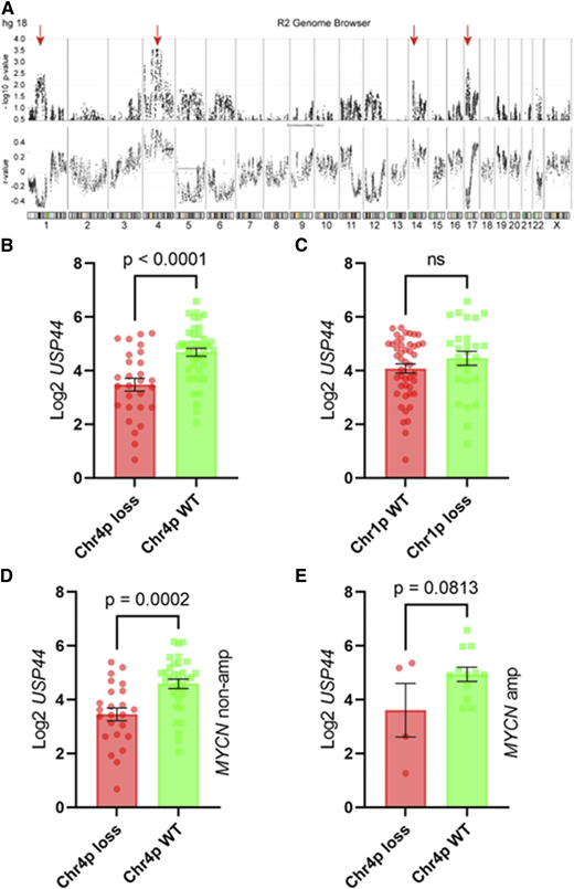 USP44 expression correlates with the disomy of chromosome 4. A, Genome-wide map showing correlation between USP44 expression and copy number in a dataset containing 108 tumors. Chromosomes are depicted horizontally as indicated with P-values for the correlation in the (top) graph and the Pearson correlation coefficient (R) in the (bottom). Negative R values indicate an inverse correlation. Arrows indicate genomic regions with peaks of significant correlation with USP44 expression. B–E, The expression of USP44 is shown stratified by chromosome 4p status (B), Chromosome 1p loss (C). The correlation of USP44 with chr. 4p status is shown for tumors without (D) or with (E) MYCN amplification.