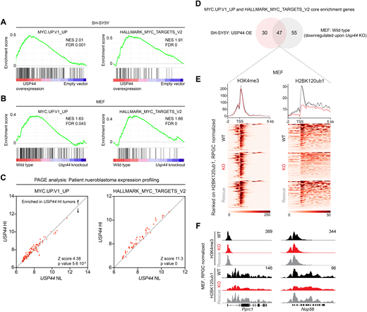 USP44 alters the epigenome and regulates gene expression. A and B, GSEA was performed on expressed genes against the Oncogenic (left) and Hallmark (right) gene sets in SH-SY5Y (top) and MEF (bottom) cell lines with either overexpression or genetic depletion of USP44, respectively. C, Parametric analysis of gene set enrichment (PAGE) was performed against the Oncogenic (left) and Hallmark (right) gene sets from patient neuroblastoma tumor data expression profiling data. Error bars represent SEM. D, Venn diagram intersecting core enriched genes from USP44 overexpression in SH-SY5Y cells (A) and WT MEFs (B). E, Aggregate plots of H3K4me3 (left) and H2BK120ub1 (right) at the TSS (−2 kb/+5 kb) of common enriched genes shown in (D). F, IGV tracks of H3K4me3 and H2BK120ub1 at the (top) two genes ranked on H2BK120ub1 levels from (E): Pprc1 and Nop56. All bigwigs are normalized to 1× depth (reads per genome coverage, RPGC). Bigwigs from each group are represented as follows based on Usp44 status: WT (black), KO (red), and Rescue (gray).