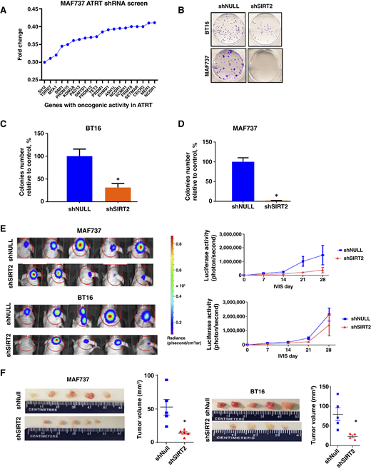 Functional epigenome-wide screen identifies SIRT2 as an epigenetic dependency of SMARCB1-deficient ATRT. A, Aggregate normalized sequencing data show depleted shRNAs (fold change <0.8). One of the top hits is SIRT2 (fold change = 0.309, P < 0.05). The x axis shows the shRNA representation for each gene. B, Secondary validation of screening hits. Representative images of clonogenic potential following shSIRT2 knockdown as measured by the adherent colony formation assay (CFA). SIRT2 knockdown inhibits BT16 (MYC) and MAF737 (TYR) ATRT cell growth. C and D, Quantification of CFA showing significant decrease in SIRT2-transduced BT16 (MYC) and MAF737 (TYR) ATRT cells (*, P < 0.01). E, IVIS images and quantification of bioluminescence show that SIRT2 depletion suppresses the growth of orthotopic intracranial MAF737 (TYR) and BT16 (MYC) ATRT. The scale bar adjacent to the image displays bioluminescence counts (photons per second). F, Tumor images and evaluation of tumor volume in shSIRT2-transduced MAF737 (TYR) and BT16 (MYC) ATRT cells compared with shNull cells. Volumes are significantly lower in both cell models (*, P < 0.01).
