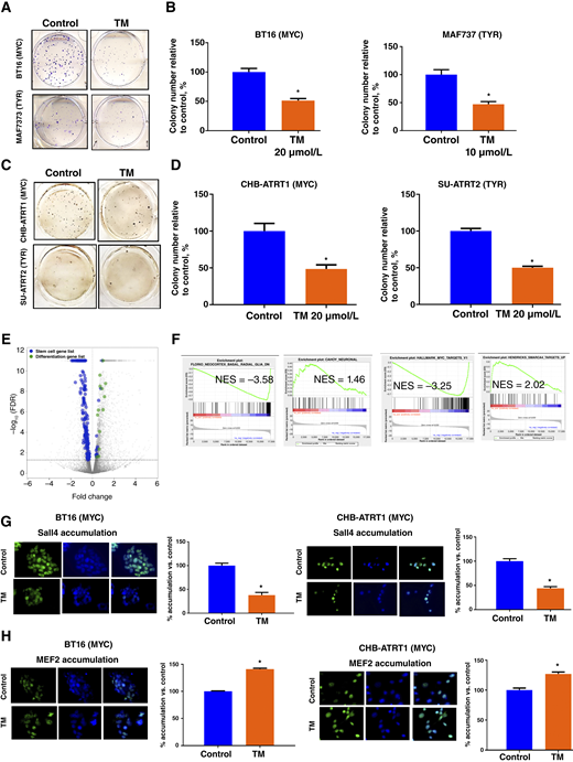 Chemical inhibition of SIRT2 decreases ATRT cell growth. A, Representative images of colony formation assay (CFA) following TM treatment of BT16 (MYC) and MAF737 (TYR). B, Quantification of CFA. TM significantly inhibits clonogenic potential of BT16 (MYC) and MAF737 (TYR) cells with IC50 values of 20 and 10 μmol/L, respectively (*, P < 0.05). C, Representative images of CFA following TM treatment of CHB-ATRT1 (MYC; group 2 B, MYC) and SU-ATRT2 (group 2A, TYR), two short-term cultures of primary patient tumor cells. D, Quantification of CFA. TM significantly inhibits clonogenic potential of CHB-ATRT1 (MYC; group 2 B, MYC) and SU-ATRT2 (group 2A, TYR) two short-term cultures of primary patient tumor cells with IC50 values of 20 μmol/L, (*, P < 0.05). E, Volcano plot representation of differentially expressed genes after tenovin-6 treatment. F, Enrichment plots of stemness-associated and Myc-associated gene sets and differentiation-associated networks, ordered by normalized enrichment score (NES). Tenovin-6–treated cells vs. control. G and H, BT16 (MYC) and CHB-ATRT (MYC) cells were treated with TM for 72 hours with their IC50 values (20 and 25 μmol/L, respectively). Immunofluorescence images and quantification showing that SIRT2 inhibition with TM treatment blocks expression of SALL4, a stem-associated protein (P < 0.05) and induces expression of MEF2, a differentiation associated protein in all treated cells (P < 0.05).