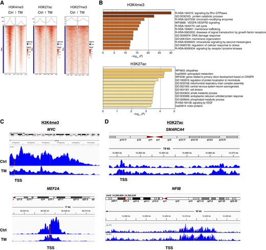 TM treatment decreases H3K4me3 occupancy at key developmental genes and oncogenes. A, Genome-wide heat maps for H3K4me3, H3K27ac, and H3K27me3 with and without TM treatment. TM treatment decreases H3K4me3 occupancy (left), slightly increases H3K27ac occupancy, and has little effect on H3K27me3 occupancy. B, Pathway analysis of genes associated with H3K4me3 depletion and enrichment of H3K27ac after TM treatment. C, Transcription start site (TSS) plot. Peak visualization at MYC and MEF2A showing depletion of H3K4me3 at promoters. D, TSS plot. D, Peak visualization at SMARCA4 and NFIB show enrichment of H3K27ac at promoters of these prodifferentiation genes. Ctrl, control.