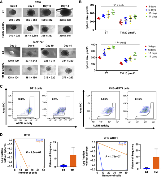 SIRT2 depletion attenuates ATRT cell self-renewal. A, Neurosphere images of TM-treated and control BT16 (MYC) and MAF737 (TYR) cells [20 μmol/L for BT16 (MYC) and 10 μmol/L for MAF737 (TYR) ATRT cells]. B, Neurosphere size quantification. Spheres were significantly smaller in TM-treated cells as compared with control cells (P < 0.05, in both cell lines). C, The ALDH-expressing tumor stem cell fraction is decreased by 72 hours of TM treatment [20 μmol/L for BT16 (MYC) and 25 μmol/L for CHB-ATRT1 (MYC) cells]. Representative flow cytometry results from control and TM-treated cells are shown. D, Extreme limiting dilution assay (ELDA) following TM treatment [20 μmol/L for BT16 (MYC) and 25 μmol/L for CHB-ATRT1 (MYC) cells shows attenuation of self-renewal of ATRT in vitro]. Graphs represent differences between treated and control groups (error bars indicate 95% confidence intervals, P < 0.001).