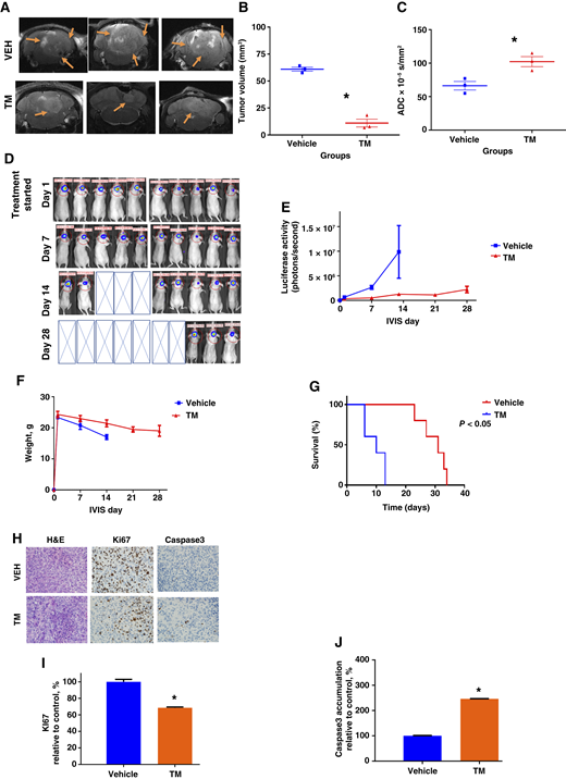 SIRT2 inhibition suppresses MAF737 (TYR) ATRT growth in vivo. A, MRI images after 1 week of TM treatment. Axial T2-weighted turbo Rare MRI sequences for vehicle and TM treatment. B, MRI volumetric analysis demonstrated decreased tumor volume in the TM-treated cohort (n = 3 each, one-tailed t test P < 0.01) vs. vehicle control. C, The ADC was significantly higher in the TM-treated group than in the vehicle group (P < 0.05), showing that TM treatment leads to necrosis/apoptosis in vivo. The ADC was calculated from three animals. D, Bioluminescence (IVIS) images of mice on the days of treatment. Five mice in each group were used. E, Quantification of bioluminescence IVIS images showing inhibition of tumor growth in TM-treated mice. Five mice in each group were used. F, Mice weight in days treatment. TM was not toxic to mice. Five mice in each group were used. G, Survival analysis of vehicle vs. TM-treated animals. The median survival time of the TM group was 29 vs. 9 days in the vehicle group. TM treatment increased survival (P < 0.05). Five mice in each group were used. H, Representative H&E, ki67, and Caspase3 IHC stains of MAF737 (TYR) ATRT xenografts (40× magnification). Plots show values from quantification representative images. Stain accumulation from five fields of each slide were analyzed using ImageJ program. I, Quantification of IHC. TM treatment significantly decreased the proliferation marker Ki67 (P < 0.05). J, Quantification of caspase3 IHC. TM treatment induced apoptosis in vivo (P < 0.05). ADC, apparent diffusion coefficient; VEH, vehicle; H&E, hematoxylin and eosin