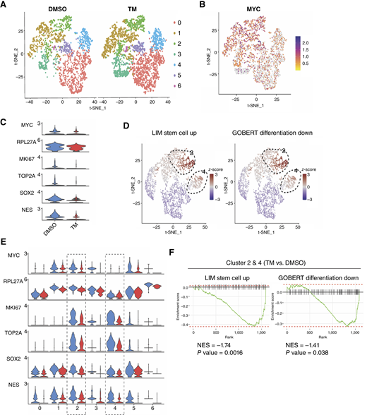 Single-cell RNA transcriptome analysis reveals elimination of tumor cells expressing stem cell genes and expansion of tumor cells expressing differentiated genes following TM treatment in vivo. A, t-distributed stochastic neighbor embedding (t-SNE) analysis reveals seven distinct clusters in single-cell RNA-seq data from BT16 cells. B, MYC exhibits high expression levels across the samples. C, Populations characterized by MYC (markers: MYC, RPL27A), cycling (markers: MIK67, TOP2A), and stemness features are reduced following TM treatment. D, GSEA indicates that clusters 2 and 4 are enriched for stemness-related gene expression. E, TM treatment reduces the expression of markers in clusters 2 and 4. F, A comparison of gene expression in clusters 2 and 4 between TM and DMSO treatments reveals downregulation in the LIM stem cell up and GOBERT differentiation down gene sets.